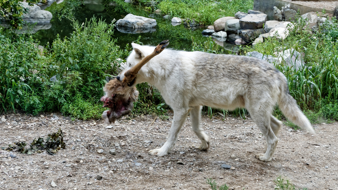 20190807-120618•International Wolf Center•Ely•Minnesota•USA